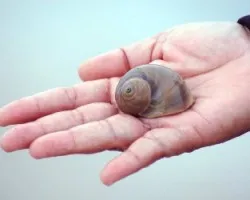 LPB 3 - shell