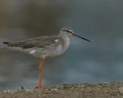 Spotted Redshank