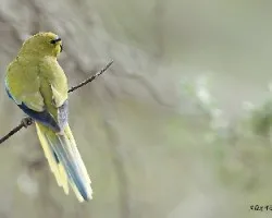 Elegant Parrot 3