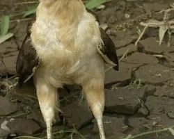 Caracara portrait