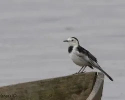 Motacilla alba leucopsis