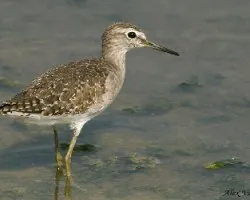 Wood Sandpiper - non breeding