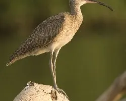 Whimbrel en respuesta a Otto