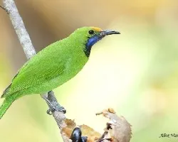 Orange-fronted Leafbird