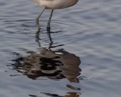 American Avocet