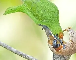 Orange-fronted Leafbird 2