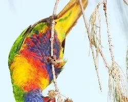 Rainbow Lorikeet