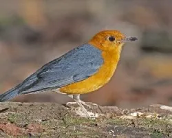 Orange-headed Thrush