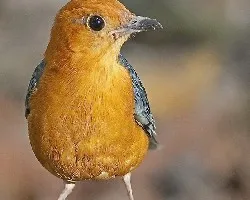 Orange-headed Thrush 2