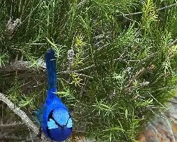 Spledid Fairy-wren 1