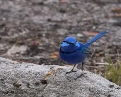 Splendid Fairy-wren 2