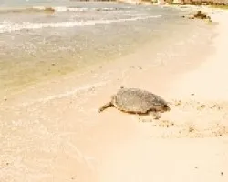 A casa (Chelonia mydas)