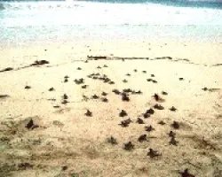 Caguamitas a la mar (Careta careta)