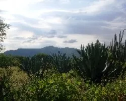 Pero que patio trasero