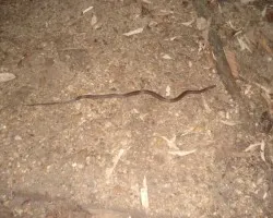 Falsa Coral 1