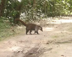 Tikal 12