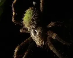 Ara?a nocturna