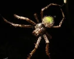 Ara?a nocturna II
