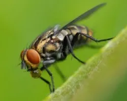 Mosca