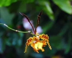 Flor