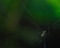 Venusta Orchard Spider - Leucauge venusta