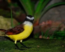 Pecho amarillo