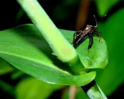 Insecto