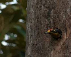 Melanerpes chrysauchen