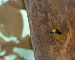 Melanerpes chrysauchen