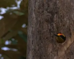 Melanerpes chrysauchen