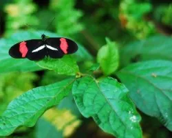 Mariposa