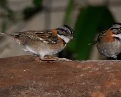 Compartiendo la comida