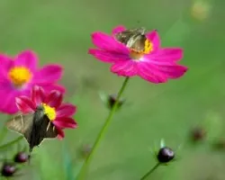 Mariposas