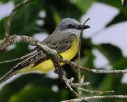 Tyrannus melancholicus