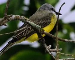 Tyrannus melancholicus