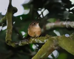 ?ID?