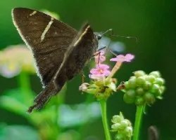 Mariposa