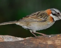 Viejo conocido