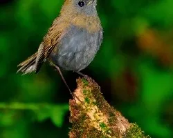 Catharus gracilirostris