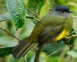 Phainoptila melanoxantha