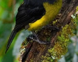 Phainoptila melanoxantha