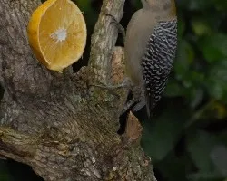 Comiendo naranja