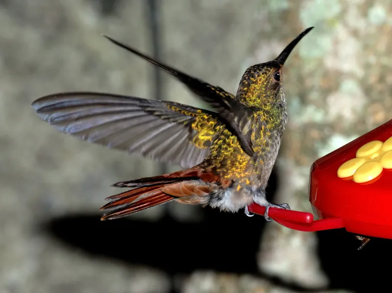 San Pedro de Montes de Oca