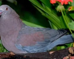 Columba flavirostris