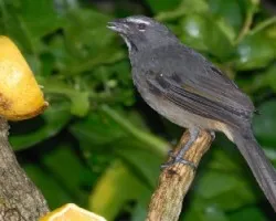 Saltator coerulescens