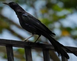 Quiscalus mexicanus
