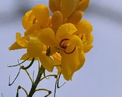 Amarillo intenso