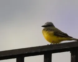 Tyrannus melancholicus