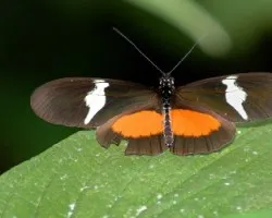 Mariposa reposando