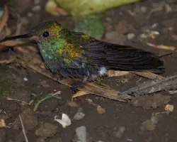 Colibri en la tierra